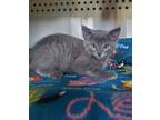 Adopt Cassian a Gray or Blue Domestic Shorthair / Mixed Breed (Medium) / Mixed