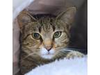 Adopt Baby a Gray or Blue Domestic Shorthair / Mixed Breed (Medium) / Mixed