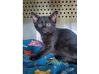 Adopt Rhysand a All Black Domestic Shorthair / Mixed Breed (Medium) / Mixed