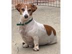 Adopt Ty - So Ca a Red/Golden/Orange/Chestnut - with White Dachshund / Mixed dog