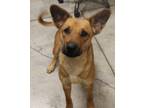 Adopt Bella a Brindle Golden Retriever / Mixed Breed (Medium) / Mixed (short