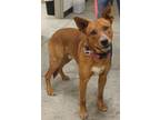 Adopt Bane a Brindle Golden Retriever / Mixed Breed (Medium) / Mixed (short