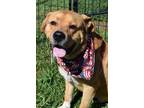 Adopt 22-182D Juice a Tan/Yellow/Fawn Labrador Retriever / American Pit Bull