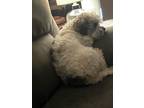 Adopt Oreo a White - with Black Poodle (Miniature) / Shih Tzu / Mixed dog in