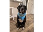 Adopt Brantley a Black - with White Mountain Cur / Treeing Walker Coonhound /