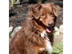 Adopt Lucy a Brindle Australian Shepherd / Mixed Breed (Medium) / Mixed (long