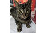 Adopt Lil Mama a Brown Tabby Domestic Shorthair / Mixed Breed (Medium) / Mixed