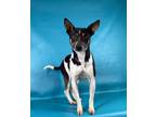 Adopt Sage a White Rat Terrier / Mixed Breed (Medium) / Mixed (short coat) dog
