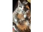 Adopt Bella, Belinda & Byron kittens a Spotted Tabby/Leopard Spotted Domestic