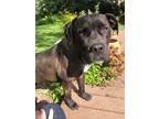 Adopt Luna a Brown/Chocolate Bullmastiff / Labrador Retriever / Mixed dog in