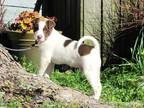 Adopt DUGIE a White - with Brown or Chocolate Shar Pei / Terrier (Unknown Type