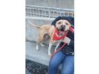 Adopt Molly a Brown/Chocolate American Pit Bull Terrier / Shar Pei / Mixed