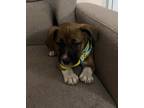 Adopt Brownie a Black - with Brown, Red, Golden, Orange or Chestnut Beagle /