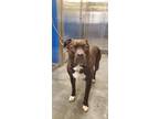 Adopt Onyx a Black American Staffordshire Terrier / Mixed Breed (Medium) / Mixed