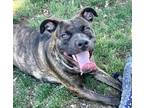 Adopt Mila a Black Pit Bull Terrier / Mixed dog in Redding, CA (41153759)