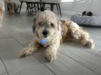 Adopt Sammie a White - with Tan, Yellow or Fawn Lhasa Apso / Shih Tzu / Mixed