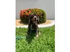 Adopt Spangle a Brown/Chocolate Cocker Spaniel / Mixed dog in Cape Coral