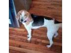 Adopt Molly a Tricolor (Tan/Brown & Black & White) Treeing Walker Coonhound /