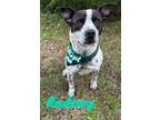 Adopt Rodney 123053 a White Australian Cattle Dog dog in Joplin, MO (41137679)