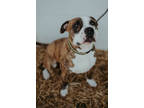 Adopt Luke a Brown/Chocolate American Pit Bull Terrier / Mixed Breed (Medium) /
