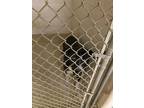 Adopt Huckleberry DIRE a Black American Pit Bull Terrier / Mixed Breed (Medium)