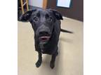 Adopt Kermit a Black Labrador Retriever / Mixed Breed (Medium) / Mixed (short