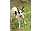 Adopt Nash a Terrier (Unknown Type, Small) / Mixed dog in Murphysboro