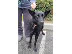 Adopt Kalessi a Black German Shepherd Dog / Mixed dog in Pleasant Hill