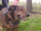 Adopt Miles a Brindle Labrador Retriever dog in Osgood, IN (40440698)