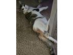 Adopt Jade a Orange or Red Tabby Domestic Shorthair (short coat) cat in