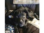 Adopt Minnie a Black Pit Bull Terrier / Husky / Mixed dog in Toledo