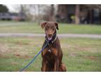 Adopt Chavez a Red/Golden/Orange/Chestnut - with Black Doberman Pinscher / Mixed