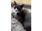 Adopt Rupert a Gray or Blue (Mostly) Domestic Shorthair (short coat) cat in Tega