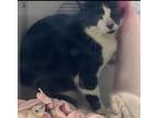 Adopt Jake a Domestic Shorthair / Mixed (short coat) cat in Lagrange