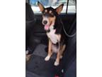 Adopt Beya a German Shepherd Dog / Mixed Breed (Medium) / Mixed dog in Pahrump