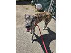 Adopt Rex (Lucy's Litter) a Brindle Labrador Retriever / Belgian Malinois dog in