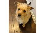 Adopt petra a Tan/Yellow/Fawn Terrier (Unknown Type, Medium) / Jack Russell