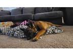 Adopt Maverick - Located in OR a Tan/Yellow/Fawn - with Black Belgian Malinois