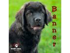 Adopt Avenger Litter: Banner a Black Labrador Retriever / Chow Chow dog in