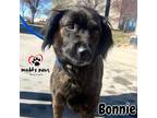 Adopt Bonnie a Black Labrador Retriever / Chow Chow dog in Council Bluffs