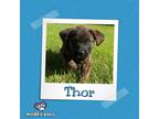 Adopt Avenger Litter: Thor a Black Labrador Retriever / Chow Chow dog in Council