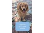 Adopt George a Tan/Yellow/Fawn Golden Retriever / Mixed dog in West Hollywood