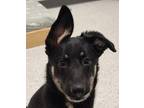 Adopt Lola a Black German Shepherd Dog dog in Ben Lomond, CA (40135295)