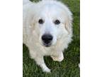 Adopt LUNA a White - with Tan, Yellow or Fawn Great Pyrenees / Mixed dog in