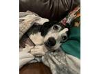 Adopt Rodeo a Black - with White Beagle / Coonhound (Unknown Type) / Mixed dog