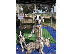 Adopt Bandit a White - with Black Dalmatian / Mixed dog in Las Vegas