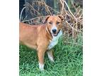 Adopt Halsey a Australian Shepherd / Mixed dog in WAYNESVILLE, GA (39963932)