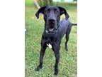 Adopt TALL TITAN a Black Great Dane / Mixed dog in richmond, VA (40056325)