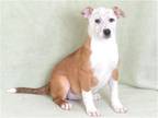 Adopt BABY a Brown/Chocolate Australian Cattle Dog / Mixed dog in Oroville