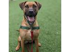 Adopt Cocoa Puff a Tan/Yellow/Fawn Golden Retriever / Mixed Breed (Medium) /